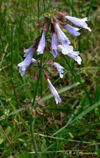 {Salvia lyrata}
